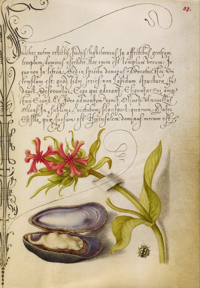 Malteserkreuz, Muschel und Marienkäfer von Joris Hoefnagel